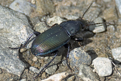 Poecilus lepidus