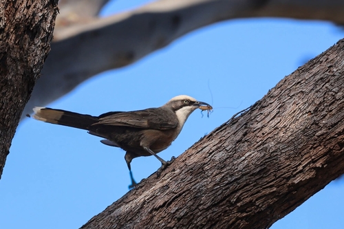 Gray-crowned Babbler