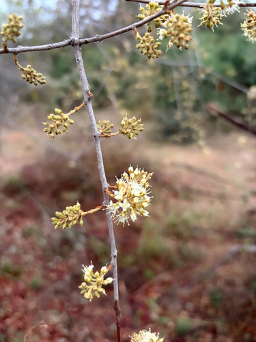 Combretum hereroense