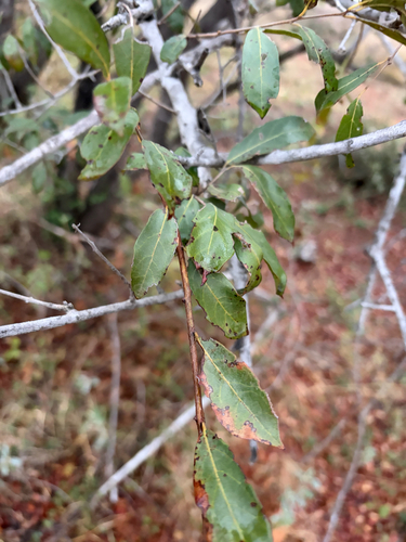 Combretum hereroense, photograph 2