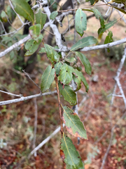 (c) Rebecca Ryen-Stols, some rights reserved (CC BY-SA) Combretum hereroense, photograph (c) Rebecca Ryen-Stols, some rights reserved (CC BY-SA)