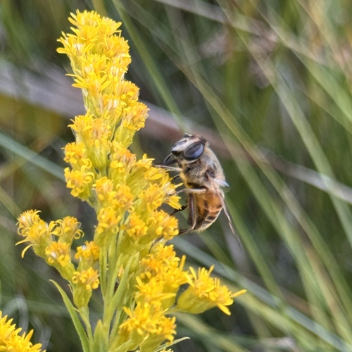 Common Drone Fly
