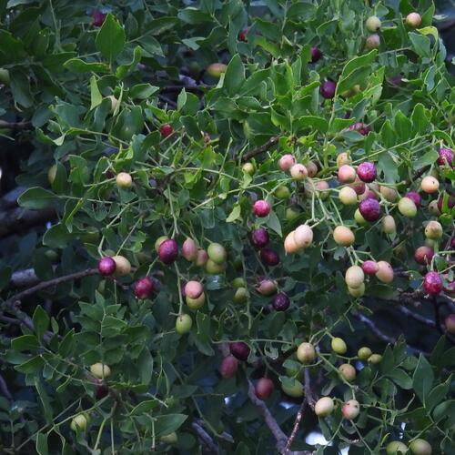 Clausena anisata, photograph 2
