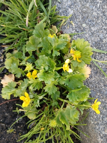 Ranunculus muricatus