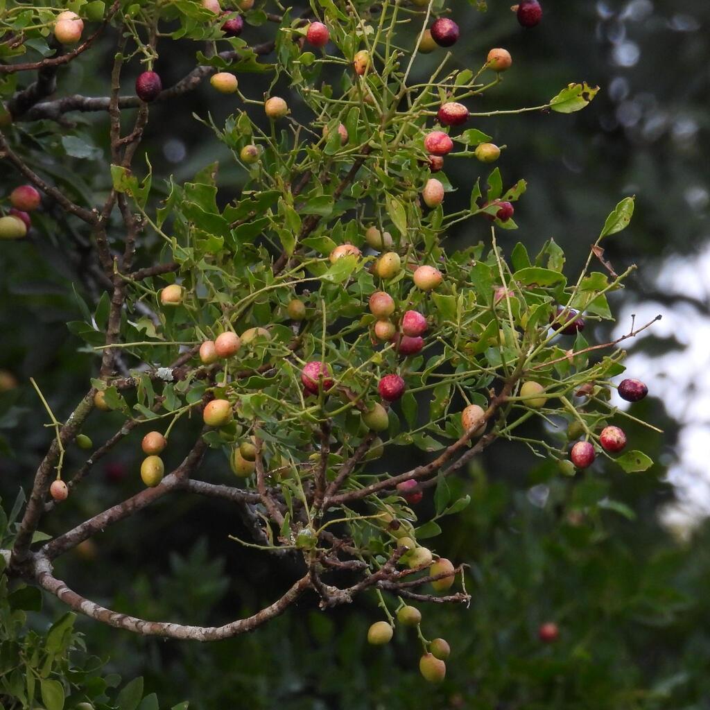 Clausena anisata; photograph (c) Henry de Lange, some rights reserved (CC BY)