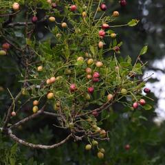 Clausena anisata