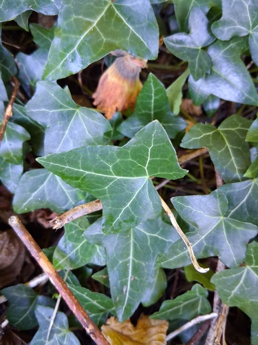 common ivy
