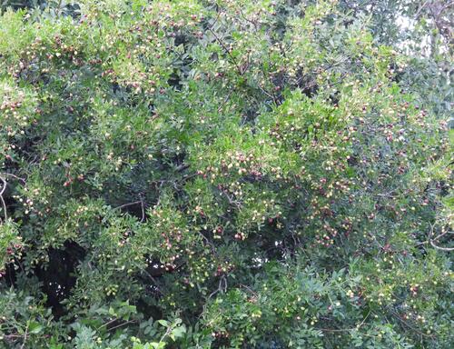 Clausena anisata, photograph 1