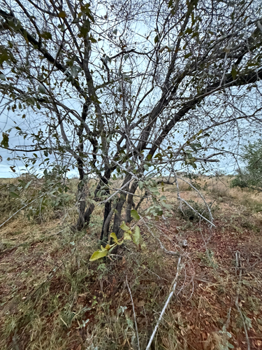 Combretum hereroense, photograph 3