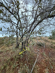 (c) Rebecca Ryen-Stols, some rights reserved (CC BY-SA) Combretum hereroense, photograph (c) Rebecca Ryen-Stols, some rights reserved (CC BY-SA)