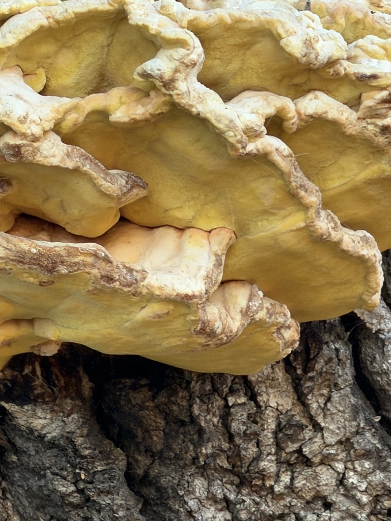 Western Hardwood Sulphur Shelf · September 2026 · photo: Photo: (c) Irina Mitine, some rights reserved (CC BY) · iNaturalist