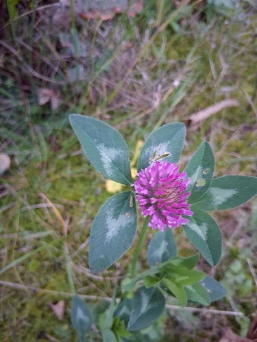 Red Clover