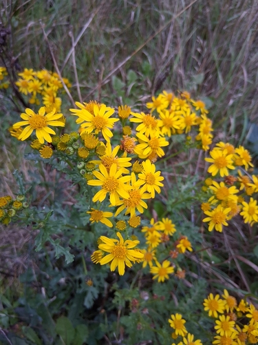 ragwort
