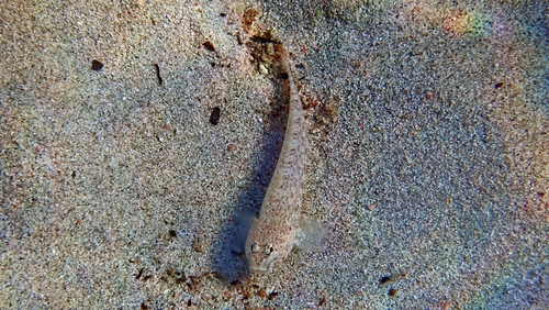 Incognito Goby