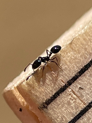 Monomorium ergatogyna