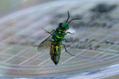 Chrysis terminata