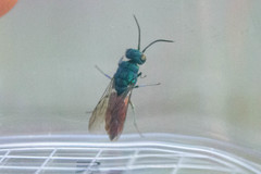 Chrysis terminata