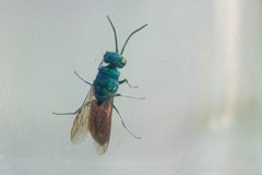 Chrysis terminata