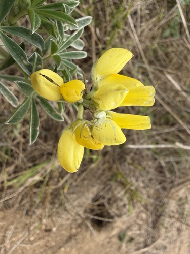Lupinus arboreus, photograph 3