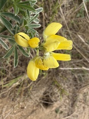 Lupinus arboreus, photograph author not stated, no rights reserved