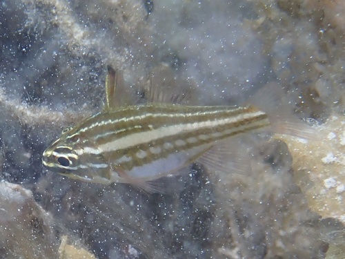 Ostorhinchus margaritophorus observed 2026-09-19