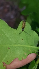 Rhagonycha lignosa