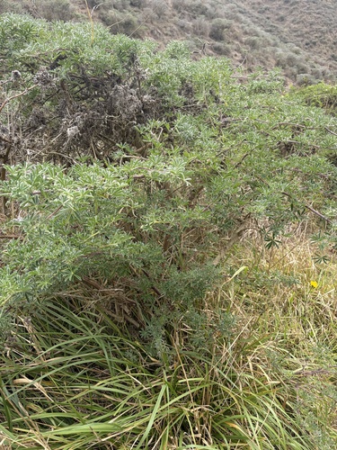 Lupinus arboreus, photograph 4