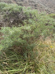 Lupinus arboreus, photograph author not stated, no rights reserved