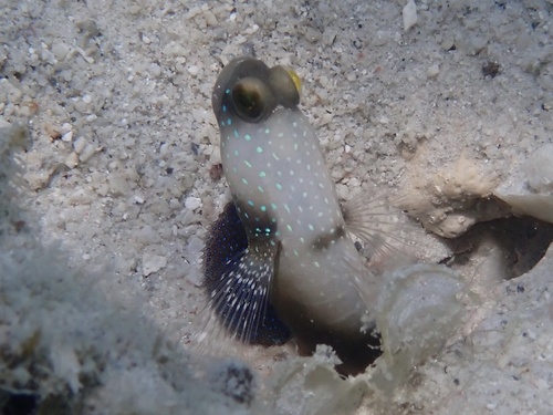 Cryptocentrus cinctus observed 2026-09-19