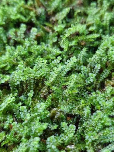 Bearded Pawwort