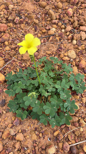 Bermuda buttercup