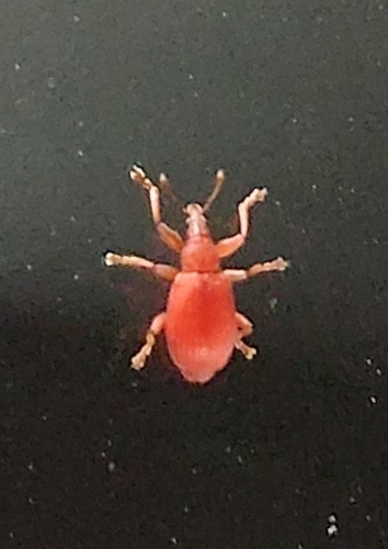 Apion frumentarium