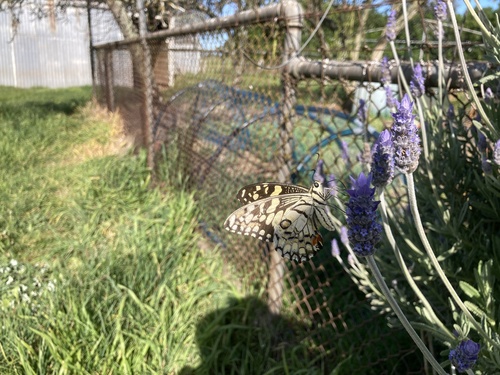 Lime Swallowtail