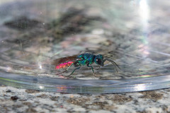 Chrysis terminata