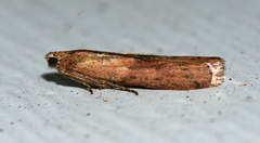 Macrorrhinia endonephele