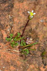 Brachyscome lineariloba