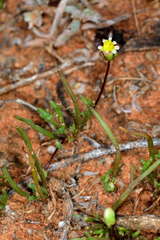 Brachyscome lineariloba