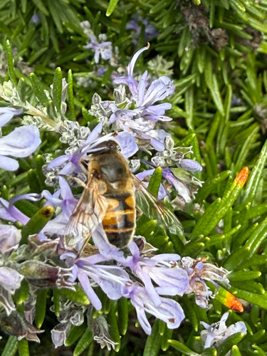 Common Drone Fly