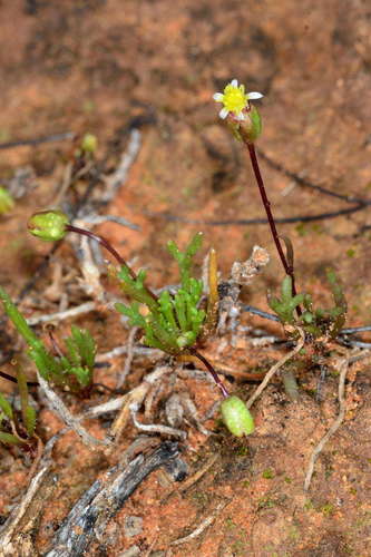 Image of Brachyscome lineariloba by (c) Chris Lindorff, some rights reserved (CC BY)
