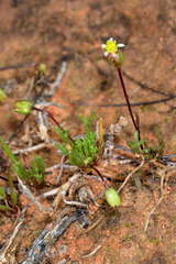 Brachyscome lineariloba