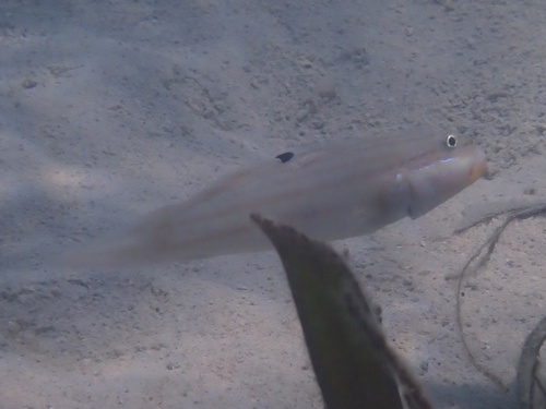 Valenciennea muralis observed 2026-09-19