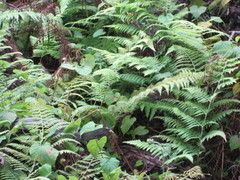 Microlepia strigosa