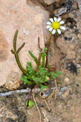 Brachyscome lineariloba