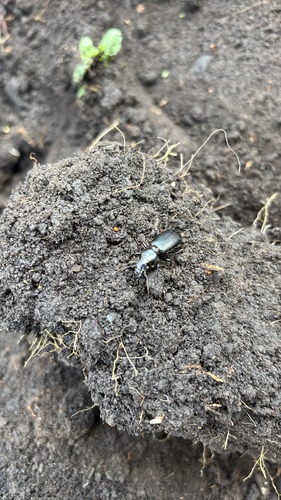 Broscus cephalotes