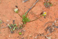 Brachyscome lineariloba