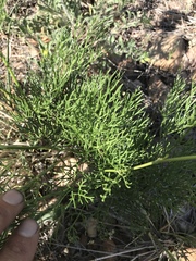Harbouria trachypleura