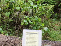 Microlepia strigosa