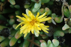 Malephora lutea