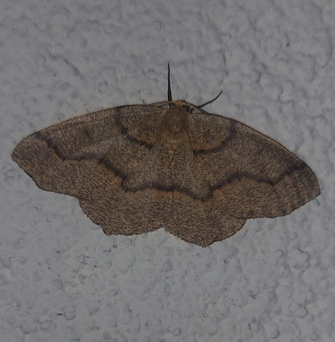 Hemlock Looper Moth