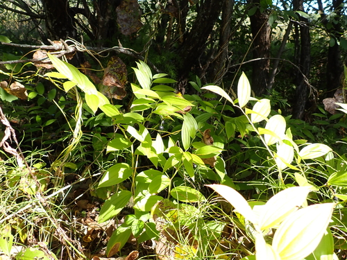 Disporum viridescens, 2026-09-15